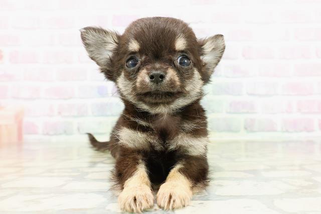 チワワ（ロングコート）