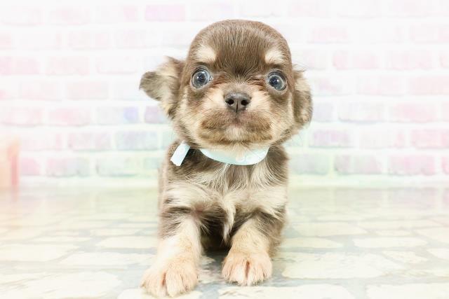 東京都のチワワ(ロング) (Coo&RIKU広尾店/2026年3月1日生まれ/男の子/ブルータン)の子犬の1枚目の画像