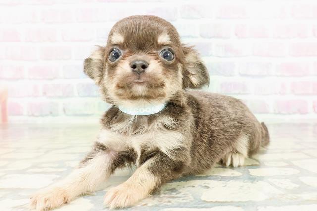 東京都のチワワ(ロング) (Coo&RIKU広尾店/2026年3月1日生まれ/男の子/ブルータン)の子犬の2枚目の画像