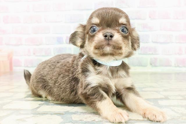 東京都のチワワ(ロング) (Coo&RIKU広尾店/2026年3月1日生まれ/男の子/ブルータン)の子犬の3枚目の画像