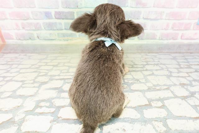 東京都のチワワ(ロング) (Coo&RIKU広尾店/2026年3月1日生まれ/男の子/ブルータン)の子犬の4枚目の画像