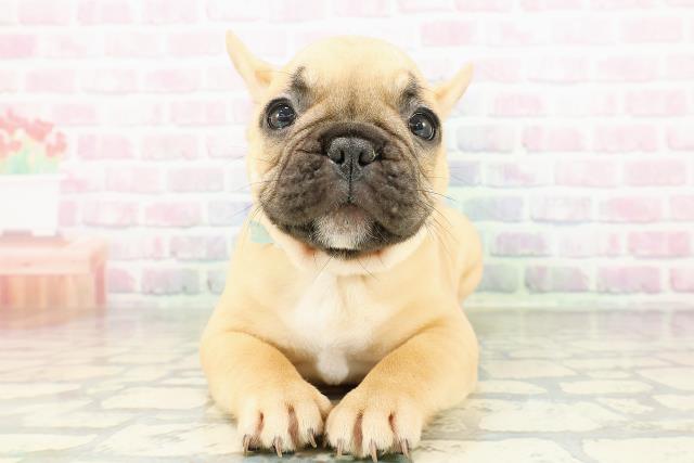 フレンチブルドッグ