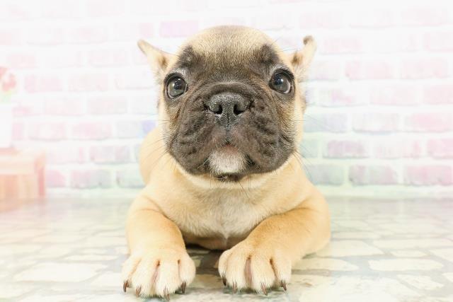東京都のフレンチブルドッグ (Coo&RIKU武蔵小山店/2026年2月26日生まれ/男の子/フォーン)の子犬の1枚目の画像
