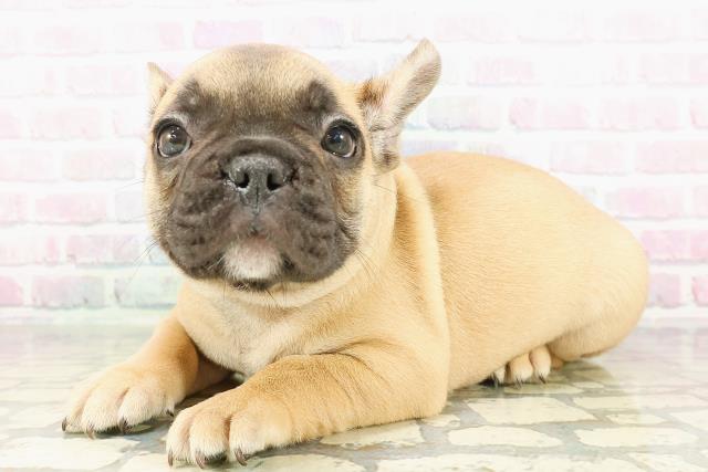 東京都のフレンチブルドッグ (Coo&RIKU武蔵小山店/2026年2月26日生まれ/男の子/フォーン)の子犬の2枚目の画像