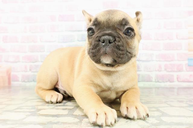東京都のフレンチブルドッグ (Coo&RIKU武蔵小山店/2026年2月26日生まれ/男の子/フォーン)の子犬の3枚目の画像