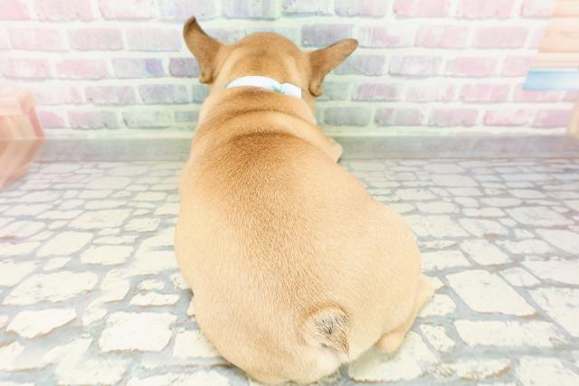 東京都のフレンチブルドッグ (Coo&RIKU武蔵小山店/2026年2月26日生まれ/男の子/フォーン)の子犬の4枚目の画像