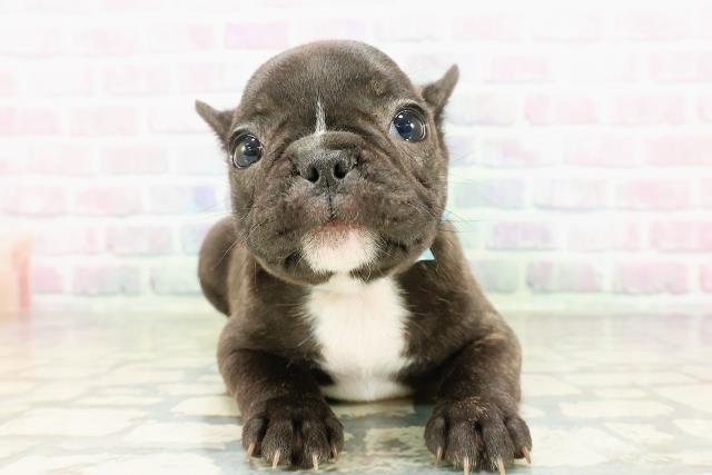 長野県のフレンチブルドッグ (Coo&RIKU松本店/2026年2月26日生まれ/男の子/ブリンドルホワイト)の子犬
