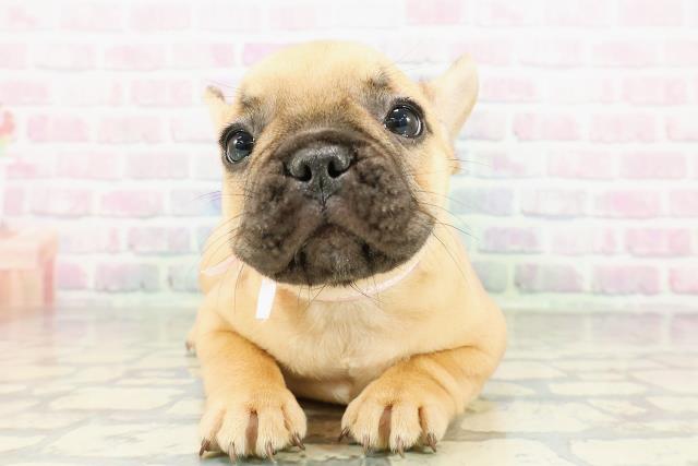 東京都のフレンチブルドッグ (Coo&RIKU下北沢店/2026年2月26日生まれ/女の子/フォーン)の子犬の1枚目の画像