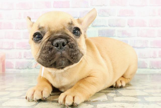 東京都のフレンチブルドッグ (Coo&RIKU下北沢店/2026年2月26日生まれ/女の子/フォーン)の子犬の2枚目の画像