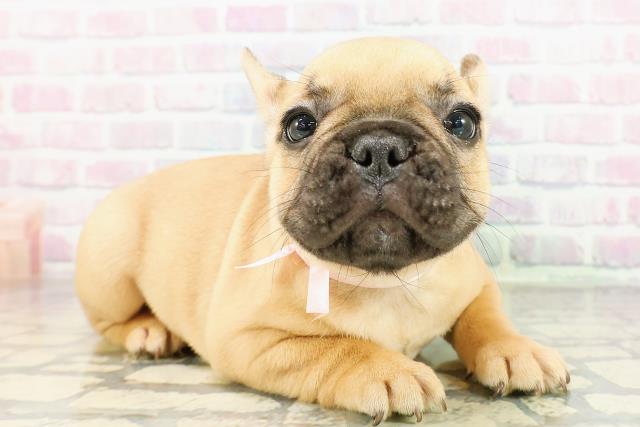 東京都のフレンチブルドッグ (Coo&RIKU下北沢店/2026年2月26日生まれ/女の子/フォーン)の子犬の3枚目の画像