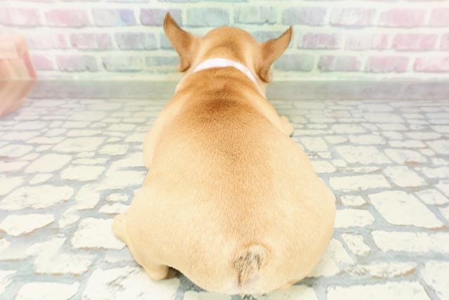 東京都のフレンチブルドッグ (Coo&RIKU下北沢店/2026年2月26日生まれ/女の子/フォーン)の子犬の4枚目の画像