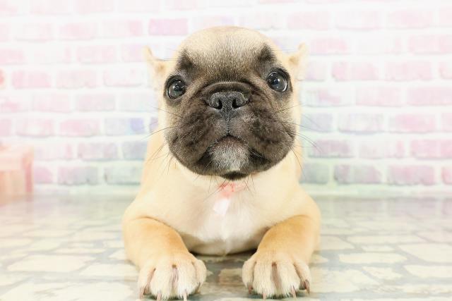 フレンチブルドッグ