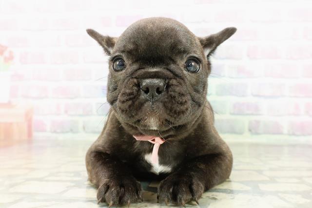 フレンチブルドッグ