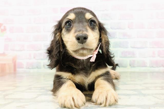 山形県のカニンヘンダックスフンド(ロング) (Coo&RIKUイオンタウン酒田店/2026年2月20日生まれ/女の子/ブラックイエロー)の子犬の1枚目の画像