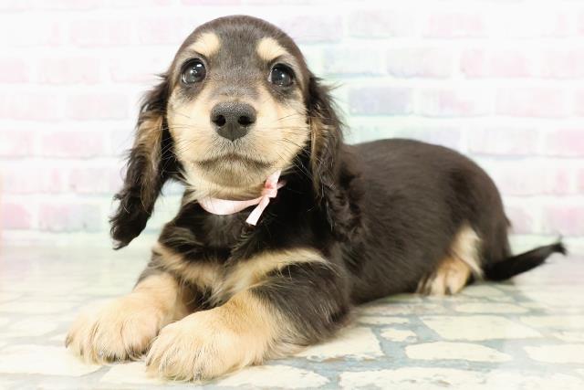 山形県のカニンヘンダックスフンド(ロング) (Coo&RIKUイオンタウン酒田店/2026年2月20日生まれ/女の子/ブラックイエロー)の子犬の2枚目の画像