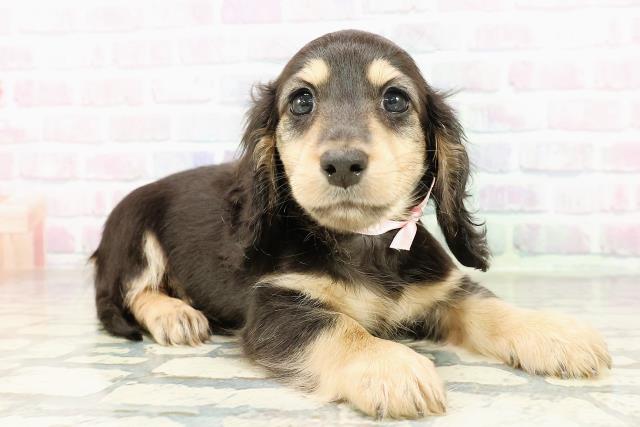 山形県のカニンヘンダックスフンド(ロング) (Coo&RIKUイオンタウン酒田店/2026年2月20日生まれ/女の子/ブラックイエロー)の子犬の3枚目の画像