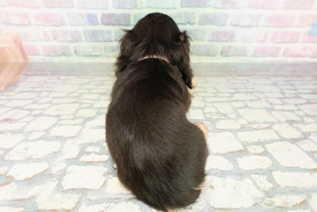 山形県のカニンヘンダックスフンド(ロング) (Coo&RIKUイオンタウン酒田店/2026年2月20日生まれ/女の子/ブラックイエロー)の子犬の4枚目の画像