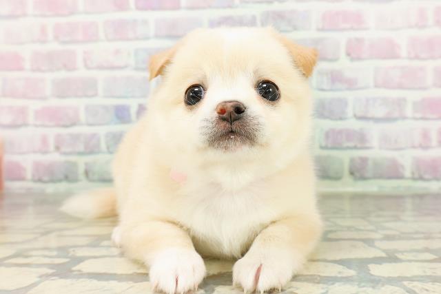 東京都のチワ柴/柴チワ/チワシバ(チワワ×柴) (Coo&RIKU三軒茶屋店/2026年3月1日生まれ/女の子/白)の子犬の1枚目の画像