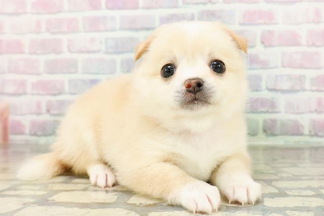 東京都のチワ柴/柴チワ/チワシバ(チワワ×柴) (Coo&RIKU三軒茶屋店/2026年3月1日生まれ/女の子/白)の子犬の3枚目の画像