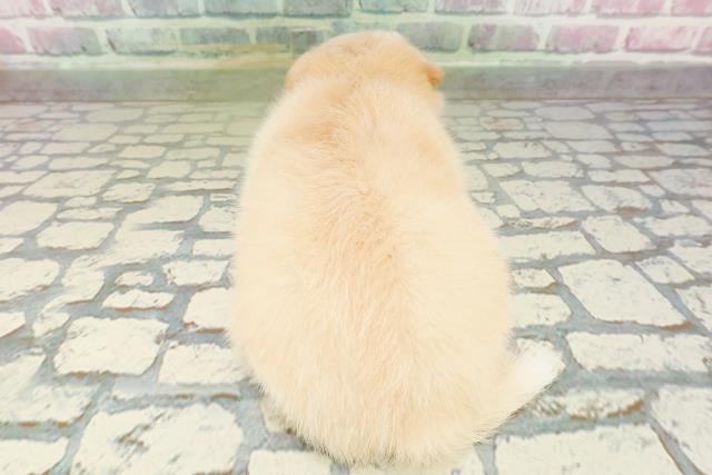 東京都のチワ柴/柴チワ/チワシバ(チワワ×柴) (Coo&RIKU三軒茶屋店/2026年3月1日生まれ/女の子/白)の子犬の4枚目の画像