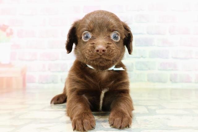 北海道のチワックス(チワワ×ダックス) (Coo&RIKU札幌西店/2026年2月27日生まれ/男の子/チョコレート)の子犬