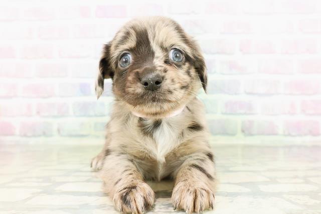 東京都のチワックス(チワワ×ダックス) (Coo&RIKU下北沢店/2026年2月27日生まれ/女の子/ブルーマール)の子犬の1枚目の画像