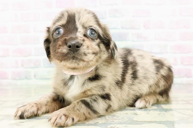 東京都のチワックス(チワワ×ダックス) (Coo&RIKU下北沢店/2026年2月27日生まれ/女の子/ブルーマール)の子犬の2枚目の画像