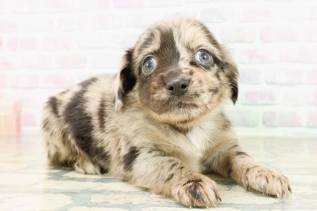 東京都のチワックス(チワワ×ダックス) (Coo&RIKU下北沢店/2026年2月27日生まれ/女の子/ブルーマール)の子犬の3枚目の画像