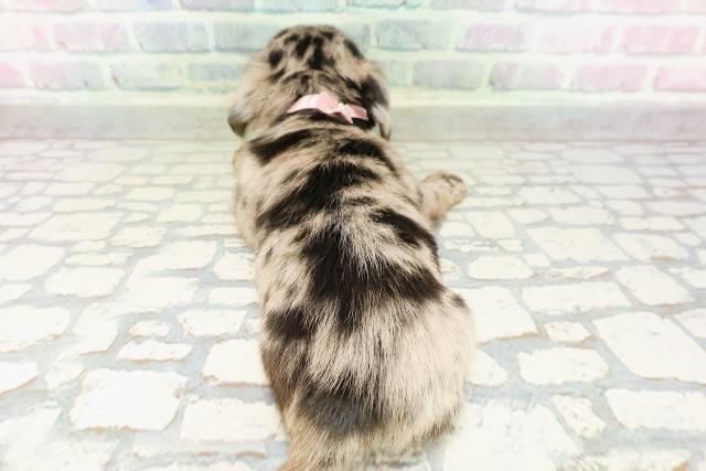 東京都のチワックス(チワワ×ダックス) (Coo&RIKU下北沢店/2026年2月27日生まれ/女の子/ブルーマール)の子犬の4枚目の画像