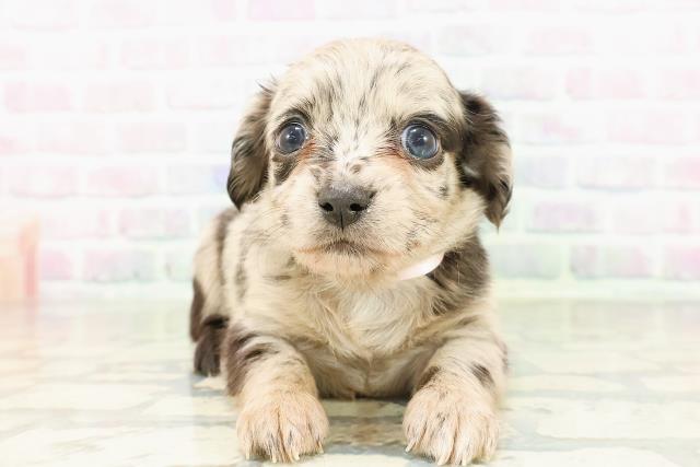 東京都のチワックス(チワワ×ダックス) (Coo&RIKU広尾店/2026年2月27日生まれ/女の子/ブルーマール)の子犬の1枚目の画像