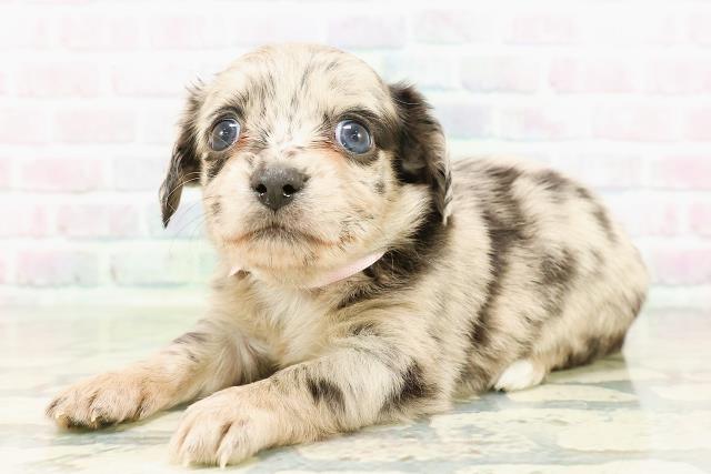 東京都のチワックス(チワワ×ダックス) (Coo&RIKU広尾店/2026年2月27日生まれ/女の子/ブルーマール)の子犬の2枚目の画像