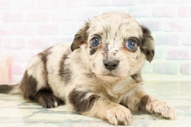 東京都のチワックス(チワワ×ダックス) (Coo&RIKU広尾店/2026年2月27日生まれ/女の子/ブルーマール)の子犬の3枚目の画像