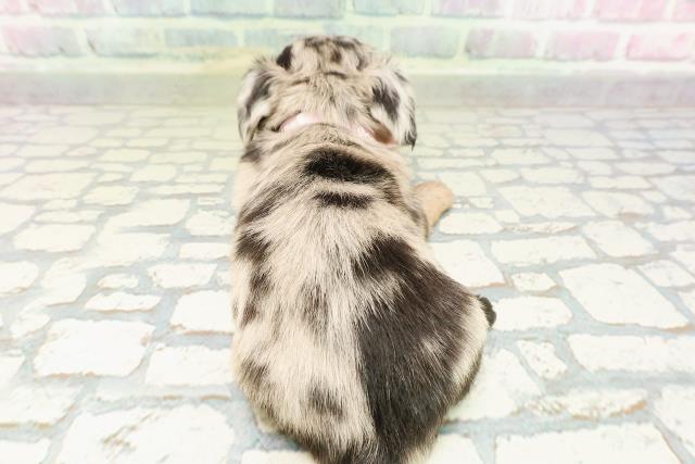 東京都のチワックス(チワワ×ダックス) (Coo&RIKU広尾店/2026年2月27日生まれ/女の子/ブルーマール)の子犬の4枚目の画像