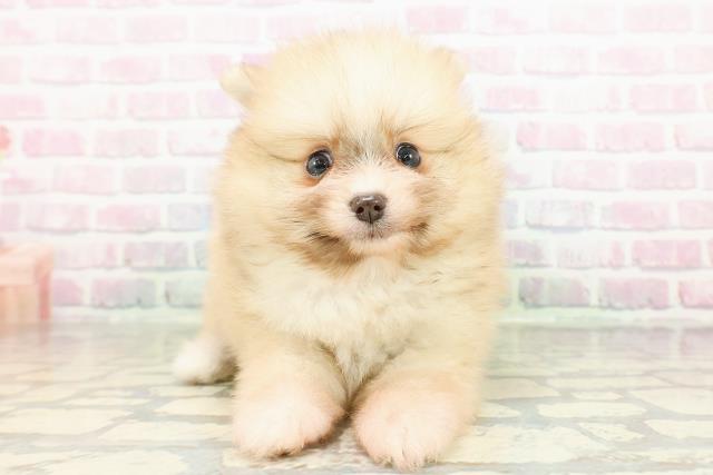 秋田県のポメラニアン (Coo&RIKU秋田店/2026年3月1日生まれ/男の子/クリームセーブル)の子犬の1枚目の画像