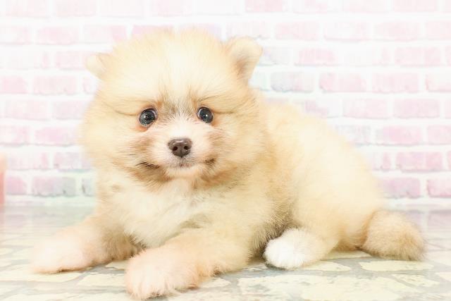 秋田県のポメラニアン (Coo&RIKU秋田店/2026年3月1日生まれ/男の子/クリームセーブル)の子犬の2枚目の画像