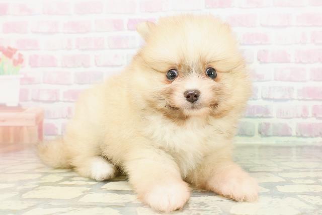 秋田県のポメラニアン (Coo&RIKU秋田店/2026年3月1日生まれ/男の子/クリームセーブル)の子犬の3枚目の画像