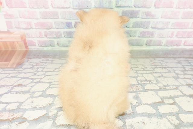 秋田県のポメラニアン (Coo&RIKU秋田店/2026年3月1日生まれ/男の子/クリームセーブル)の子犬の4枚目の画像