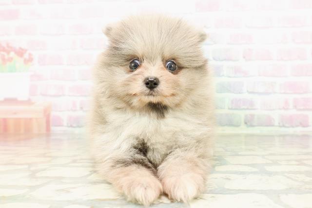 ポメラニアン