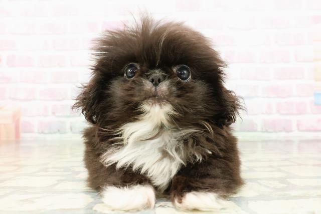 新潟県のペキニーズ (Coo&RIKU新潟西店/2026年1月30日生まれ/男の子/ブラックホワイト)の子犬