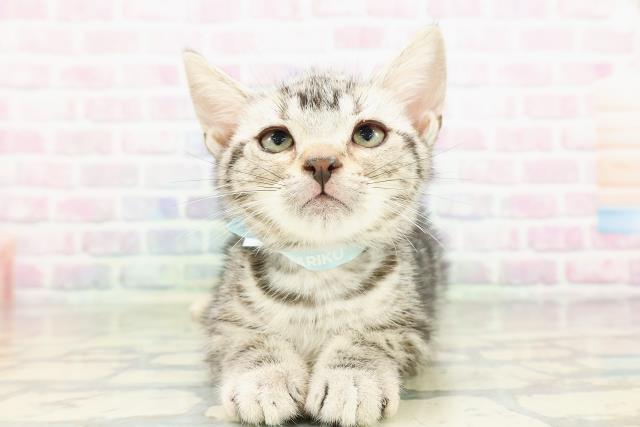 北海道のアメリカンショートヘアー (Coo&RIKU釧路店/2026年2月18日生まれ/男の子/シルバータビー)の子猫