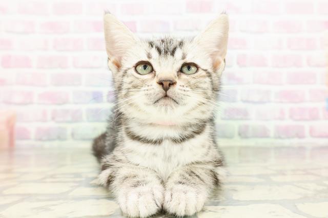 沖縄県のアメリカンショートヘアー (Coo&RIKUイーアス沖縄豊崎店/2026年2月18日生まれ/女の子/シルバータビー)の子猫の1枚目の画像