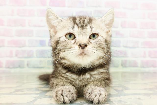 埼玉県のスコティッシュフォールド (Coo&RIKUアニマルケアセンター大宮/2026年2月24日生まれ/男の子/シルバータビー)の子猫の1枚目の画像