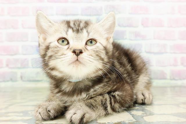 埼玉県のスコティッシュフォールド (Coo&RIKUアニマルケアセンター大宮/2026年2月24日生まれ/男の子/シルバータビー)の子猫の2枚目の画像