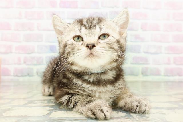 埼玉県のスコティッシュフォールド (Coo&RIKUアニマルケアセンター大宮/2026年2月24日生まれ/男の子/シルバータビー)の子猫の3枚目の画像