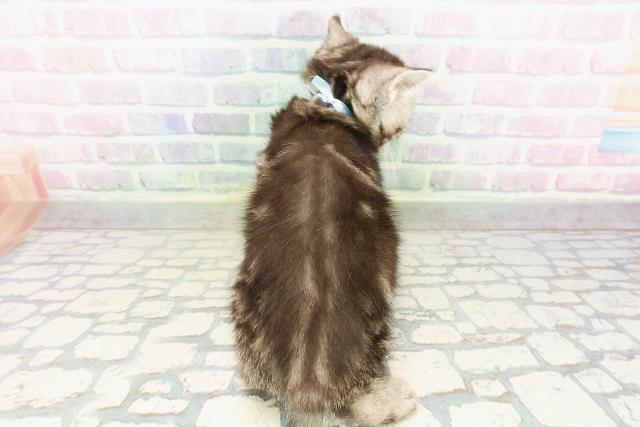 埼玉県のスコティッシュフォールド (Coo&RIKUアニマルケアセンター大宮/2026年2月24日生まれ/男の子/シルバータビー)の子猫の4枚目の画像