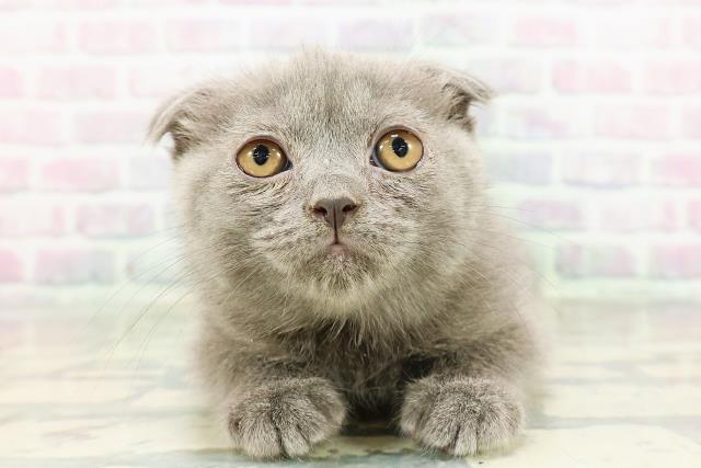 新潟県のスコティッシュフォールド (Coo&RIKUイオンモール新発田店/2026年2月16日生まれ/女の子/ブルー)の子猫