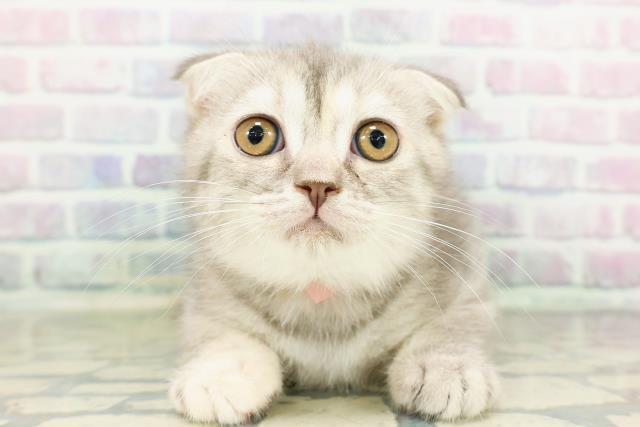 北海道のスコティッシュフォールド (Coo&RIKU函館店/2026年2月16日生まれ/女の子/ブルーパッチドタビー)の子猫