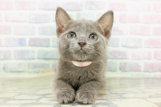 沖縄県のロシアンブルー (Coo&RIKUイーアス沖縄豊崎店/2026年2月22日生まれ/女の子/ブルー)の子猫の1枚目の画像