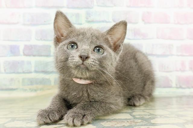 沖縄県のロシアンブルー (Coo&RIKUイーアス沖縄豊崎店/2026年2月22日生まれ/女の子/ブルー)の子猫の2枚目の画像