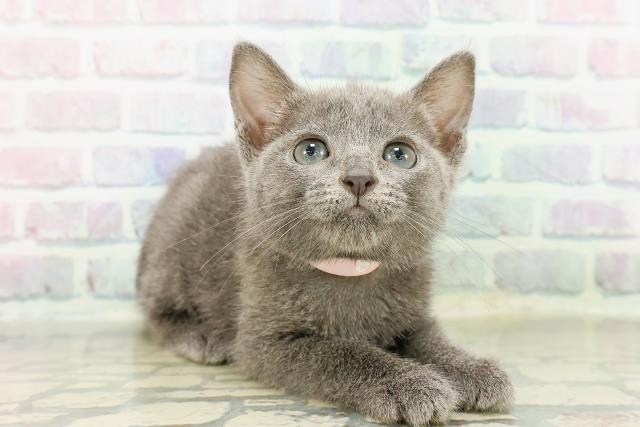 沖縄県のロシアンブルー (Coo&RIKUイーアス沖縄豊崎店/2026年2月22日生まれ/女の子/ブルー)の子猫の3枚目の画像